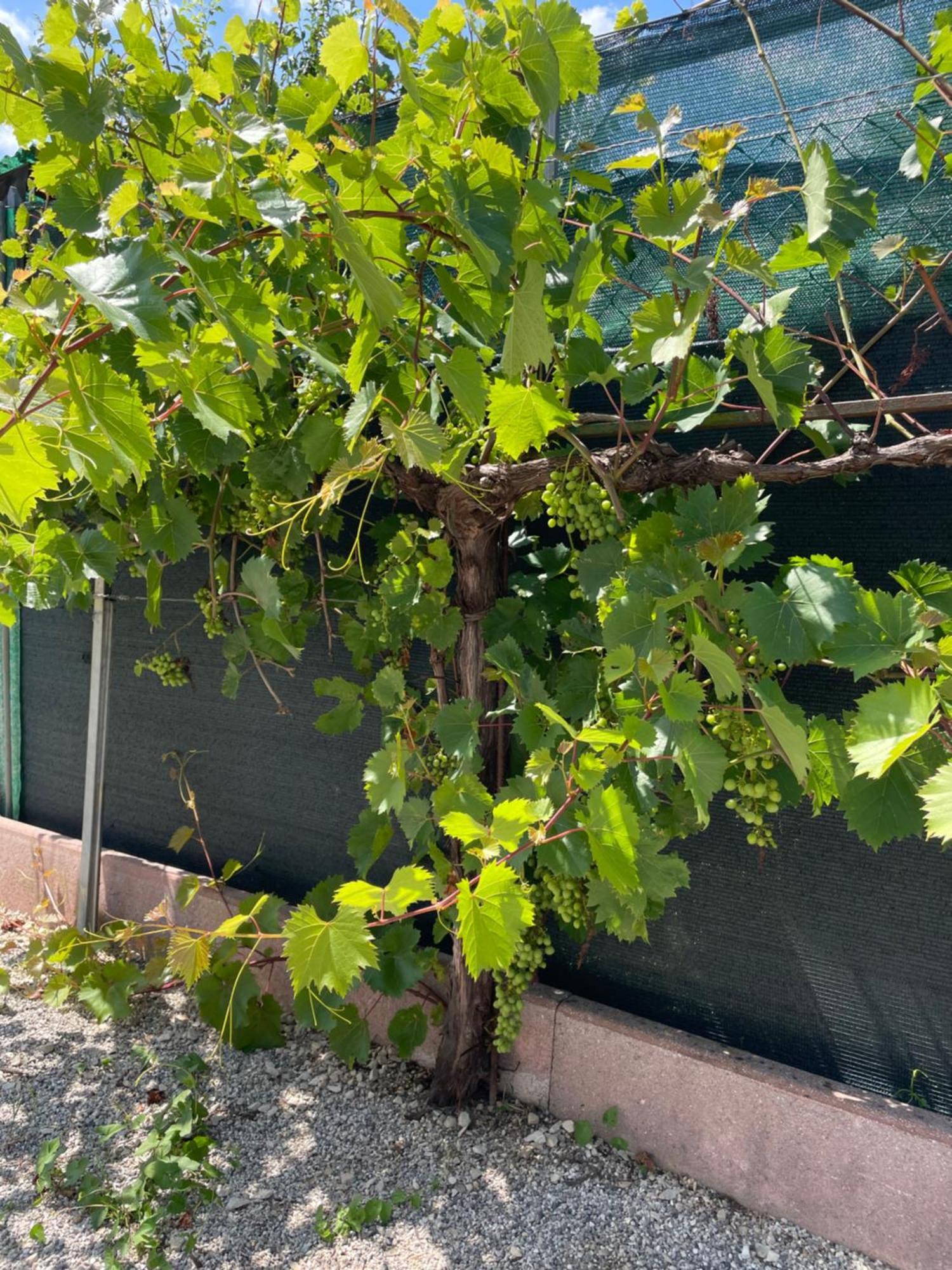 A Casa Di Amici Vila Vidor Exterior foto